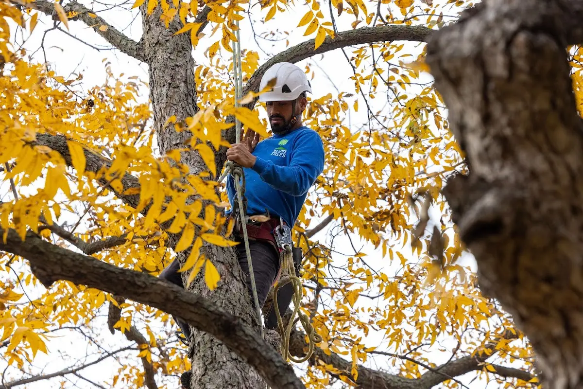 Skilled Tree Trimming crew working in Montgomery
